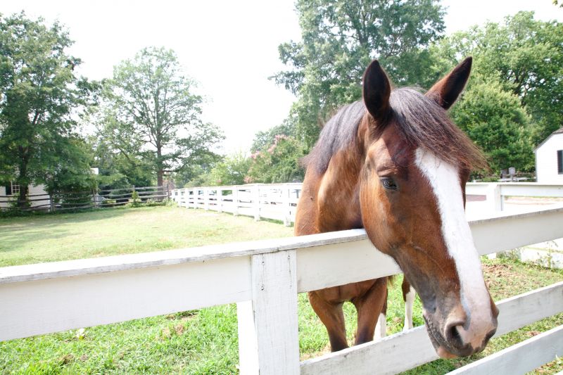 Equine Fence Installation in South Houston, TX