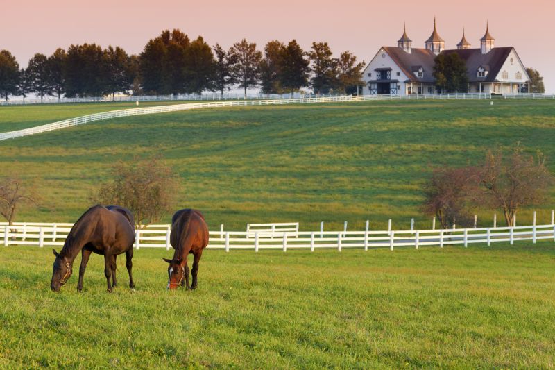 Horse Fence Replacement in Pearland, TX